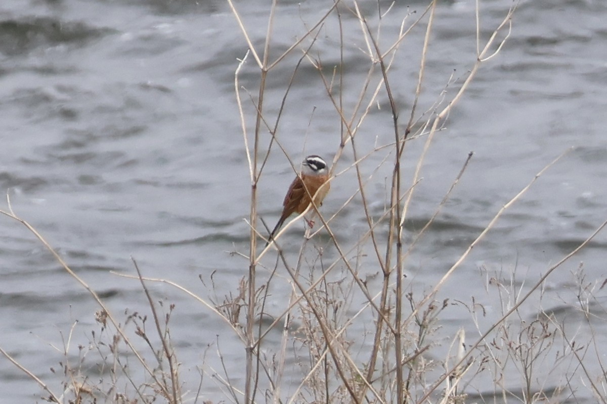 Meadow Bunting - ML618792719