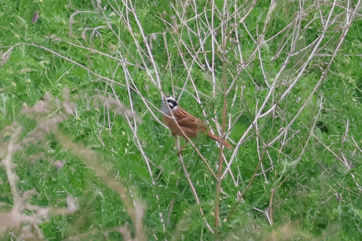 Meadow Bunting - Eric Cameron