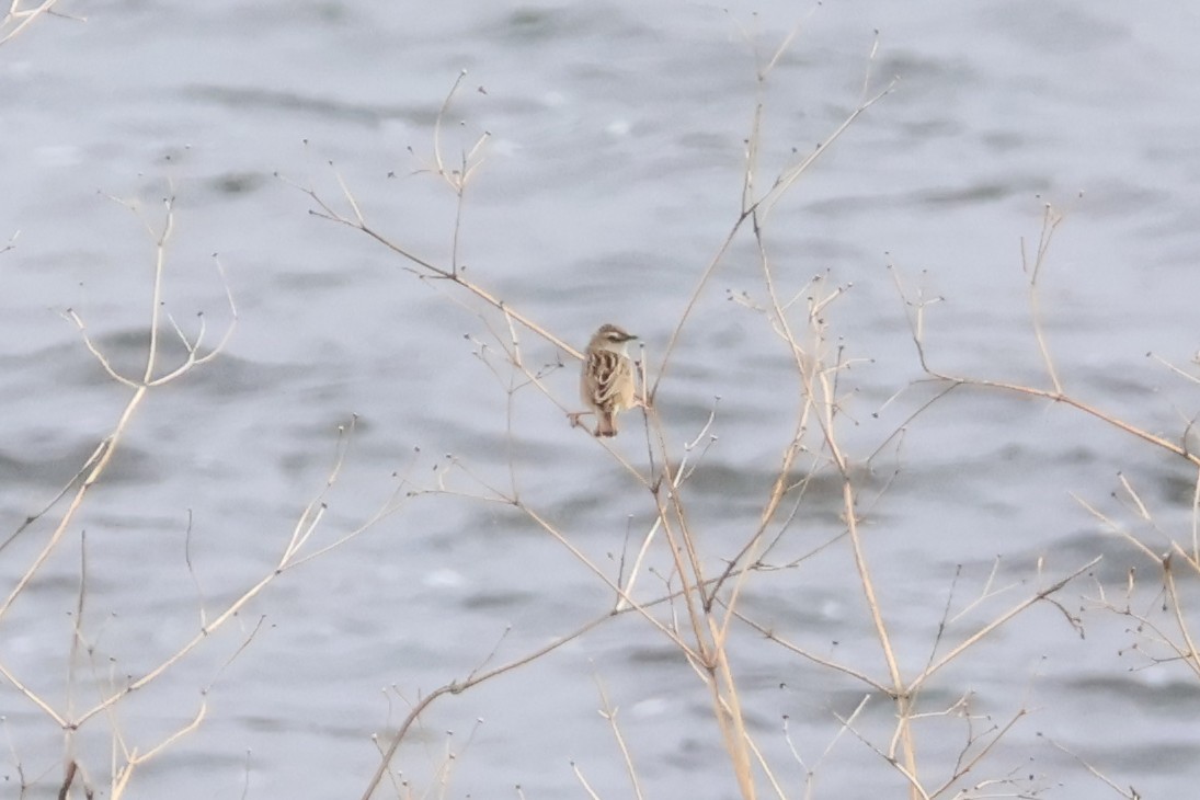 Zitting Cisticola - ML618792726