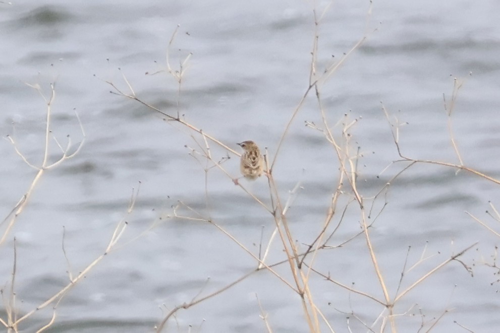 Zitting Cisticola - Eric Cameron