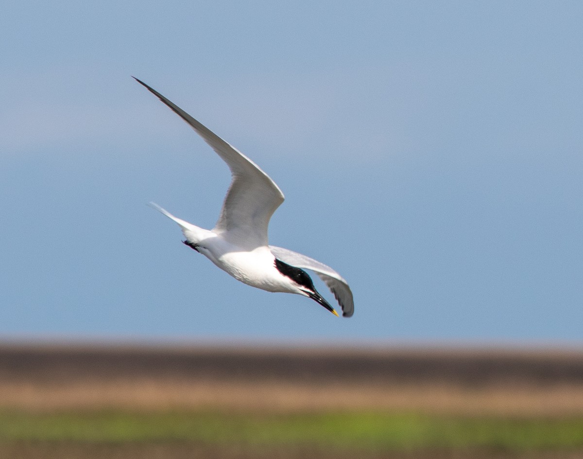 Sandwich Tern - Linda Bellino