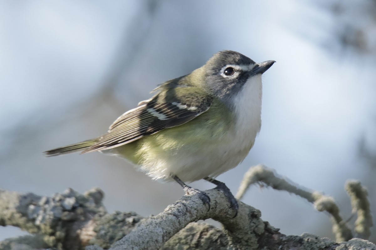 Blue-headed Vireo - Jonathan Lautenbach