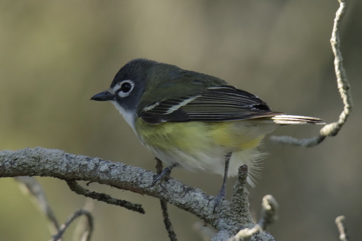 Blue-headed Vireo - Jonathan Lautenbach