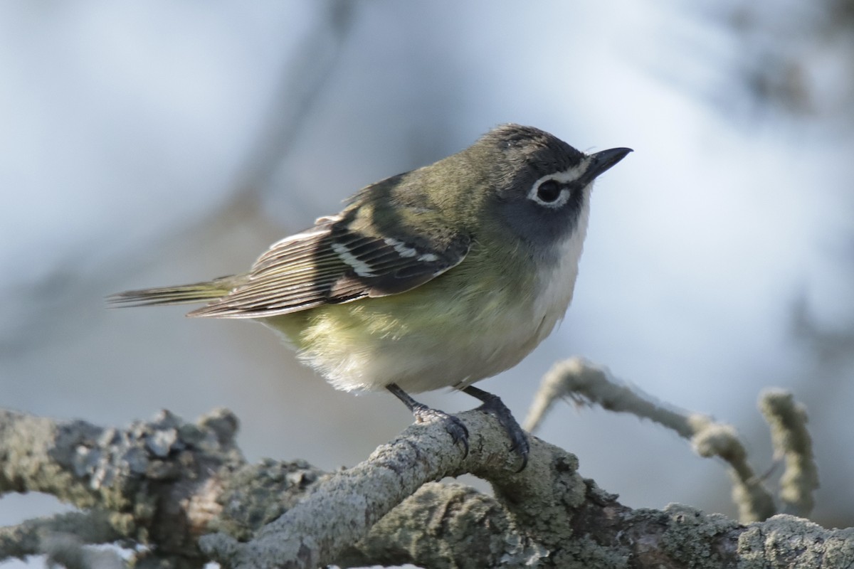 Blue-headed Vireo - Jonathan Lautenbach