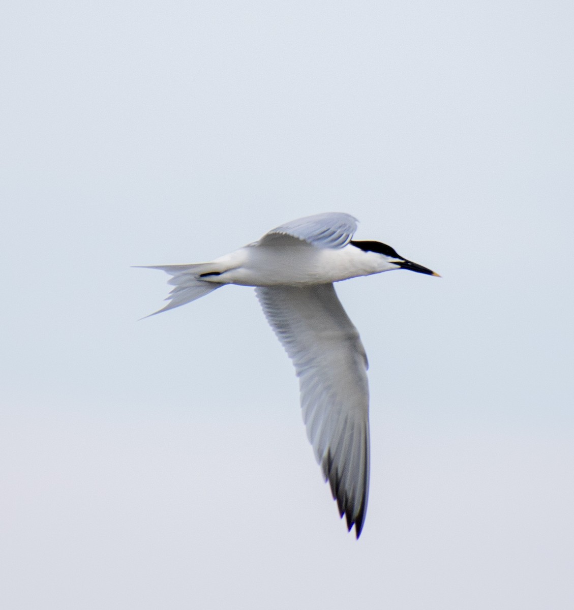 Sandwich Tern - Linda Bellino