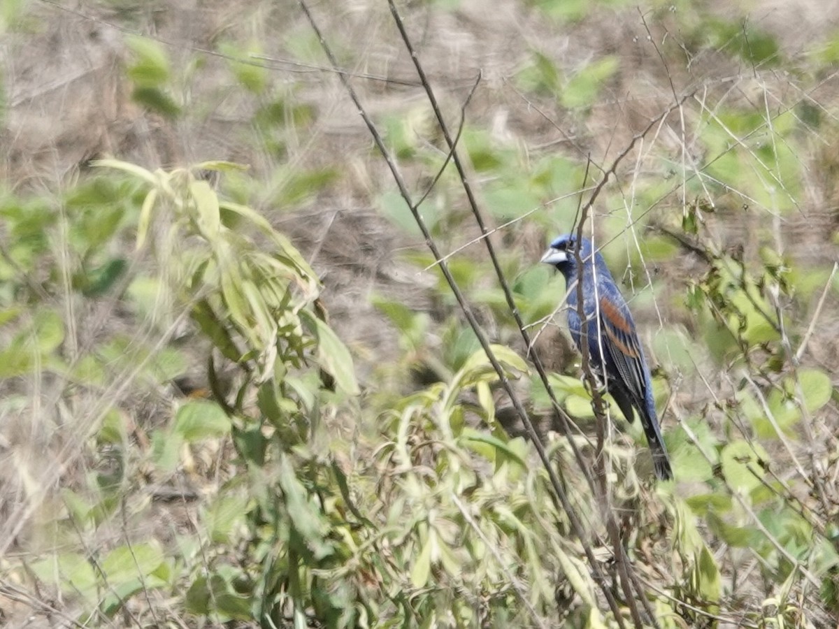 Blue Grosbeak - Lottie Bushmann