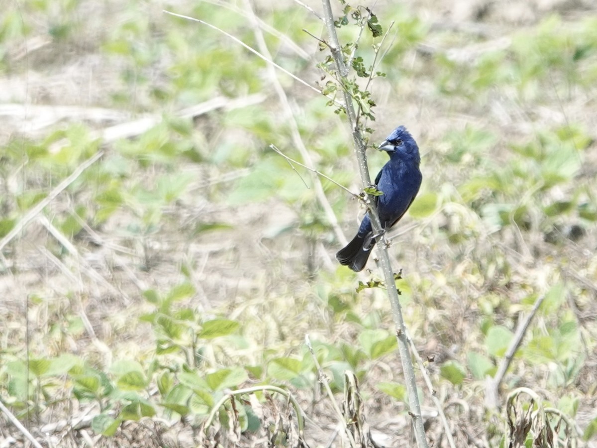 Blue Grosbeak - Lottie Bushmann