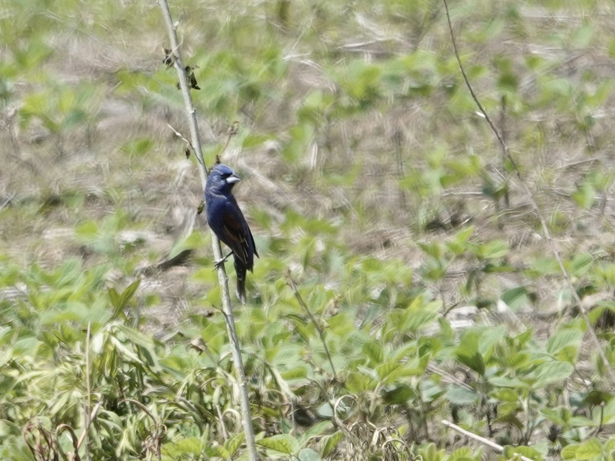 Blue Grosbeak - Lottie Bushmann