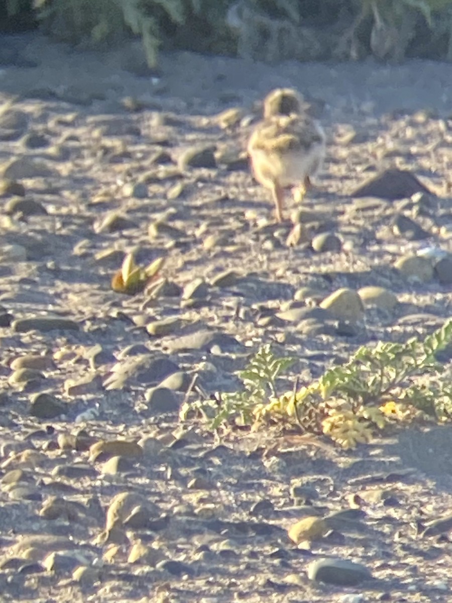 American Oystercatcher - ML618792811