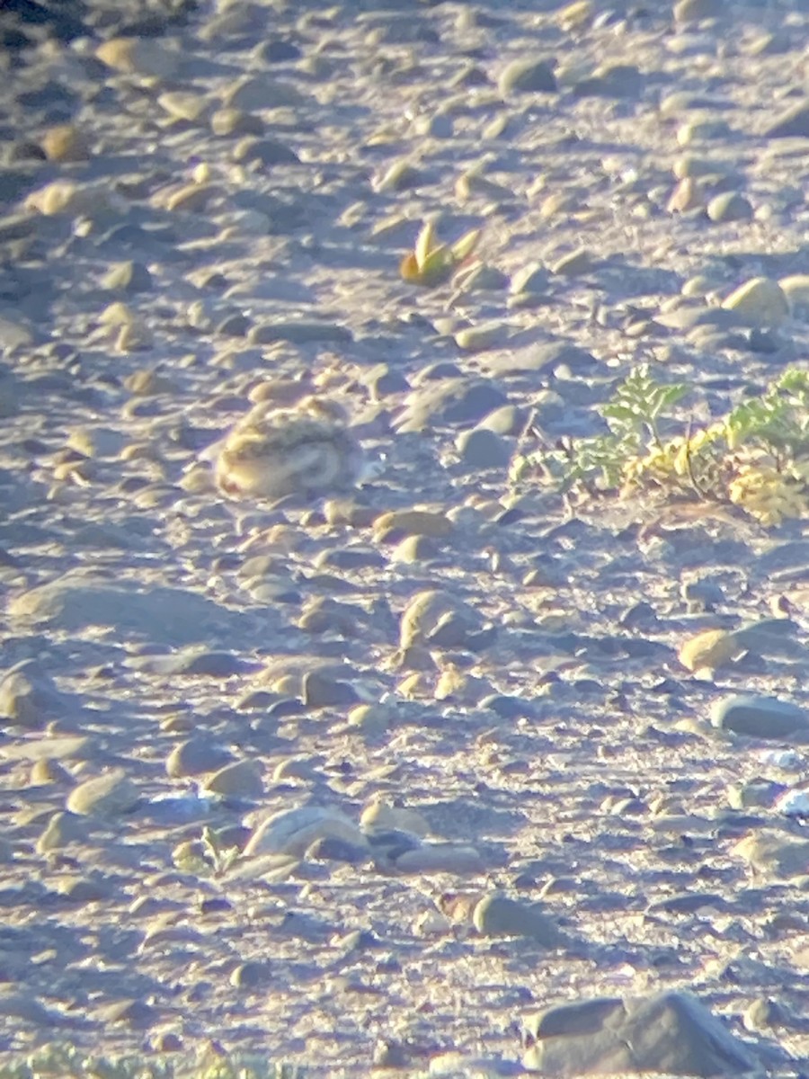 American Oystercatcher - ML618792812