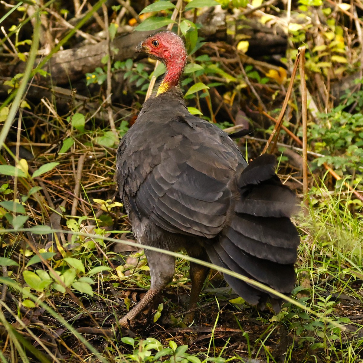 Australian Brushturkey - John Mills