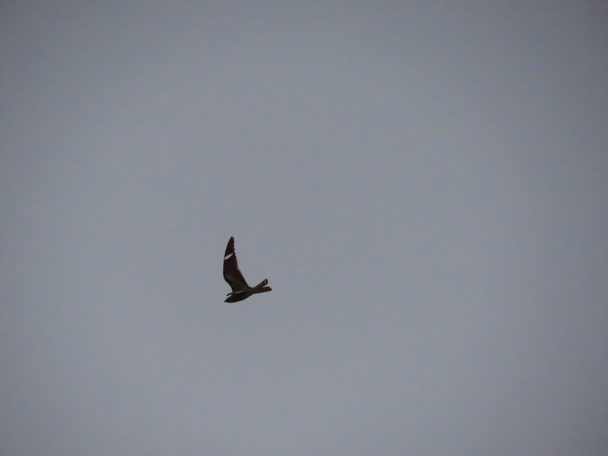 Common Nighthawk - robert wellens