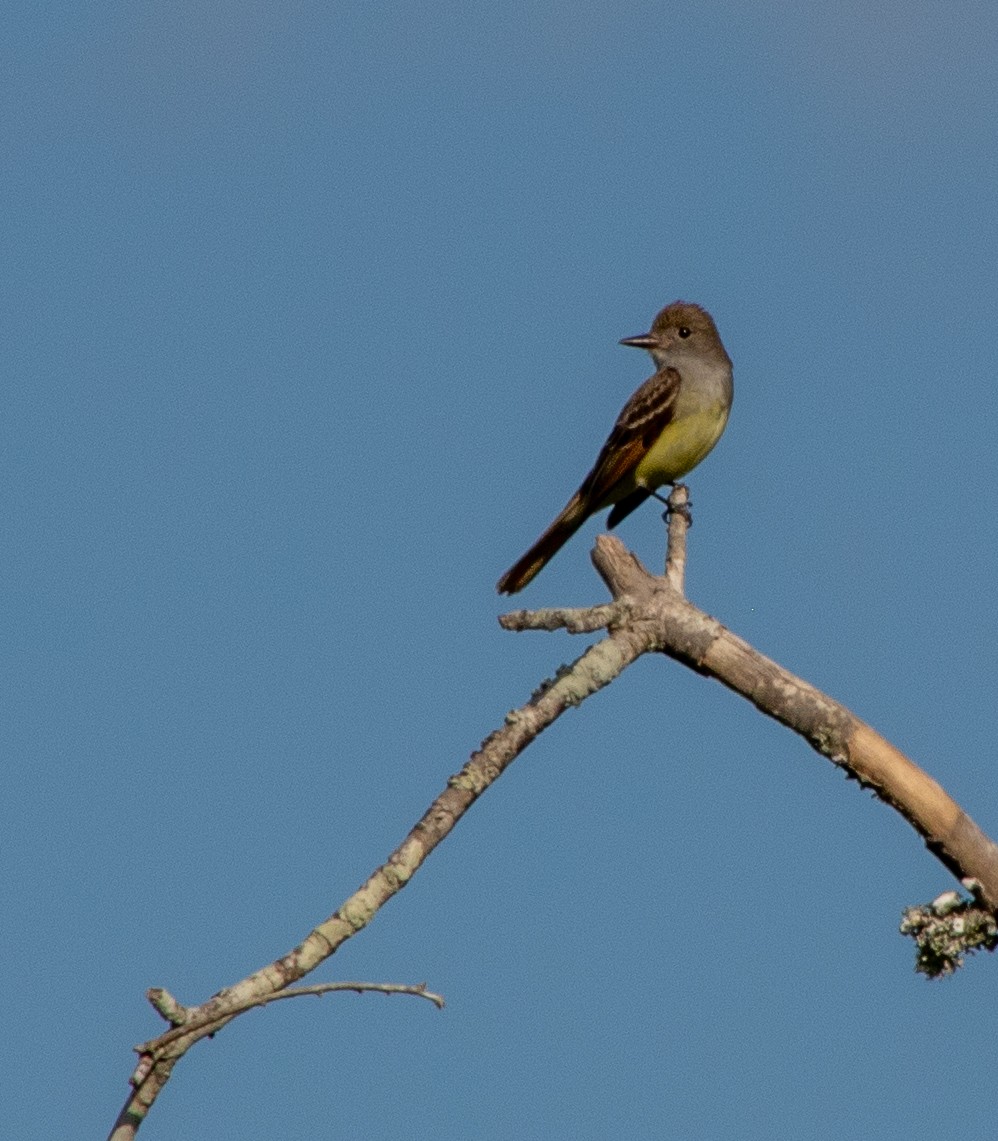 Great Crested Flycatcher - Linda Bellino