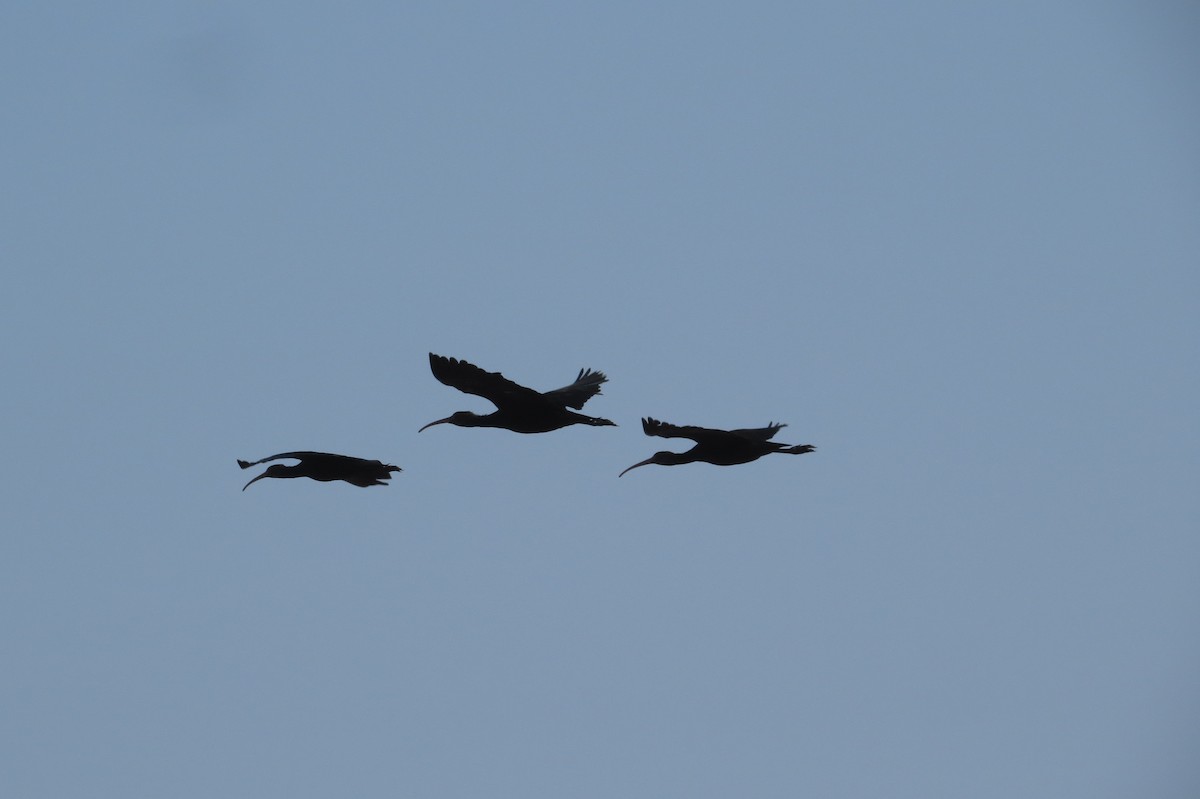 Puna Ibis - Gary Prescott