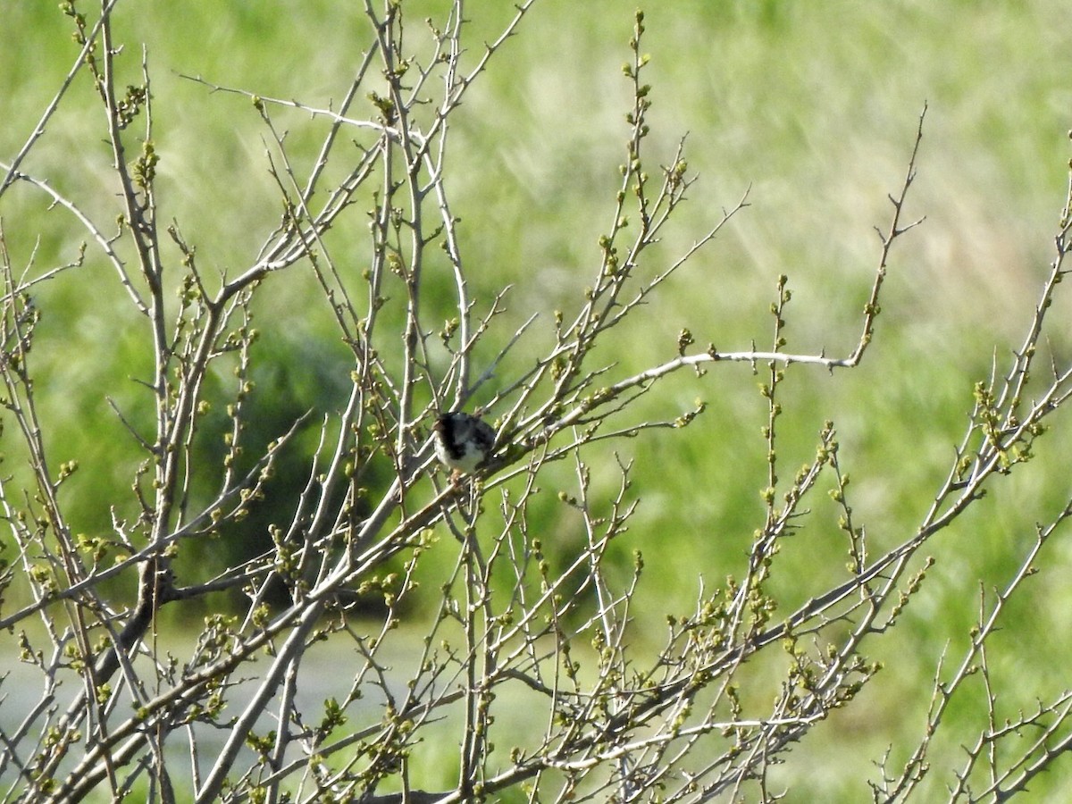 Harris's Sparrow - Anita Hooker