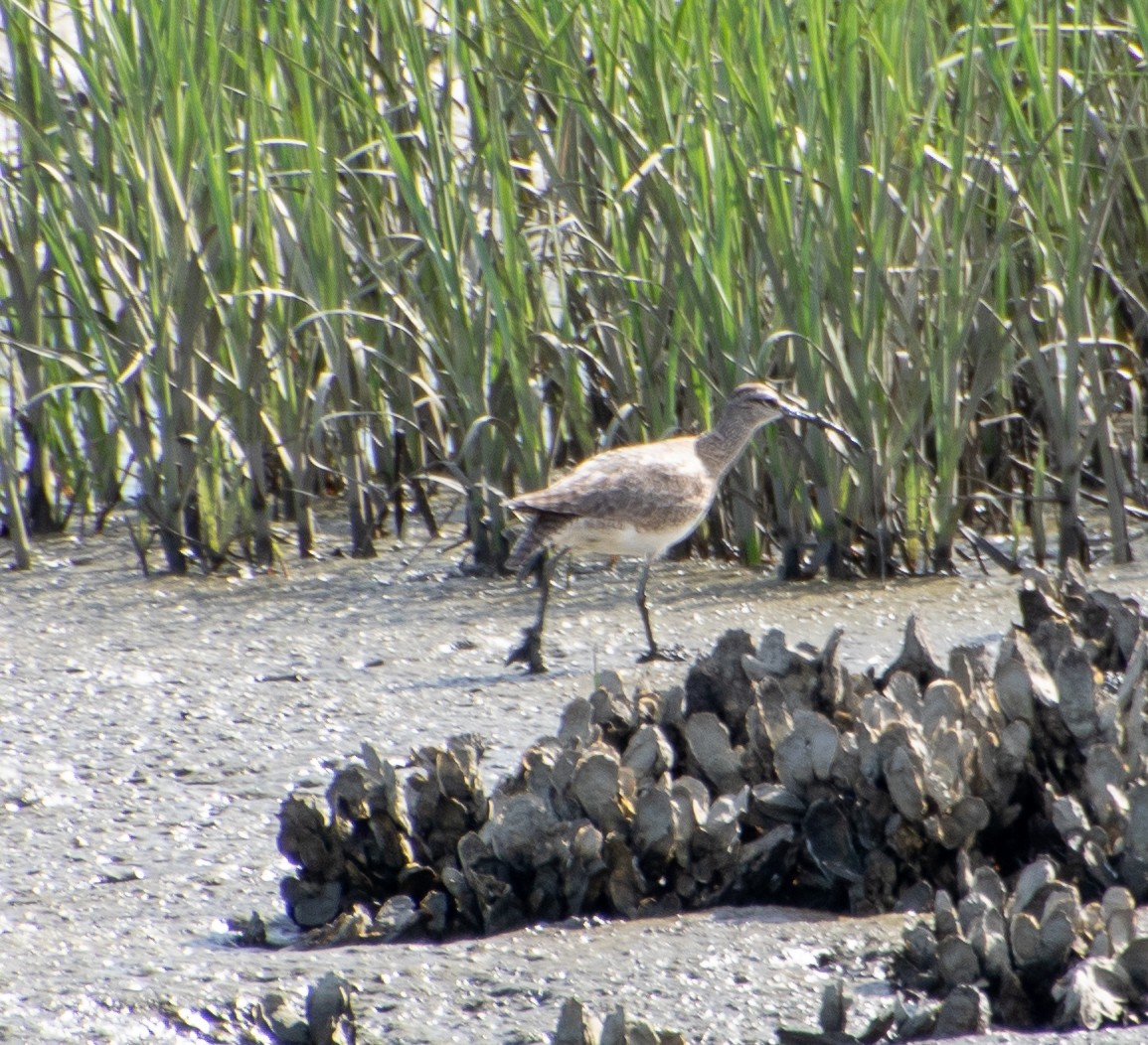 Whimbrel - Linda Bellino