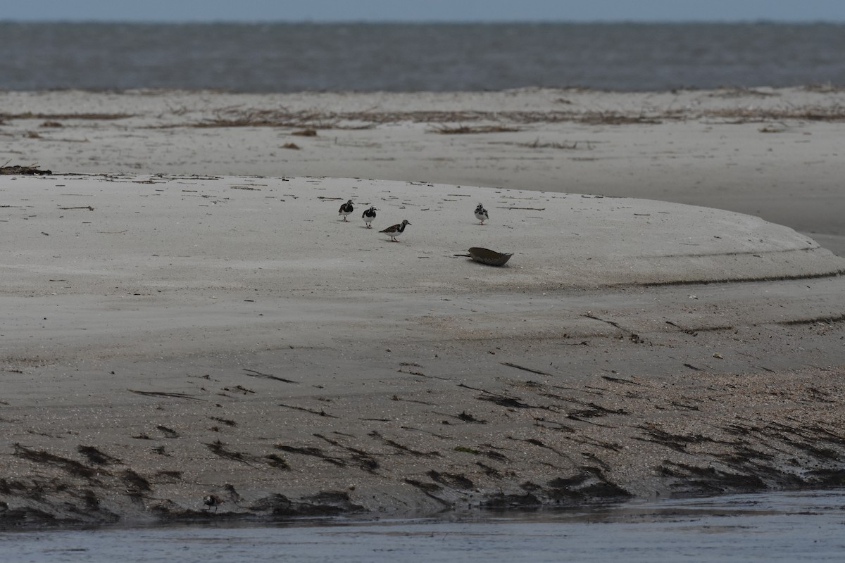 Ruddy Turnstone - Keith Bowers