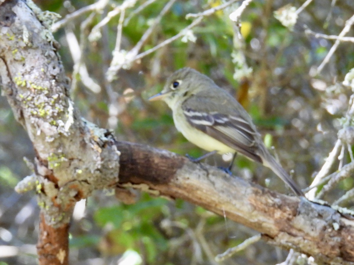 Western Flycatcher (Pacific-slope) - Barbara Jablonski