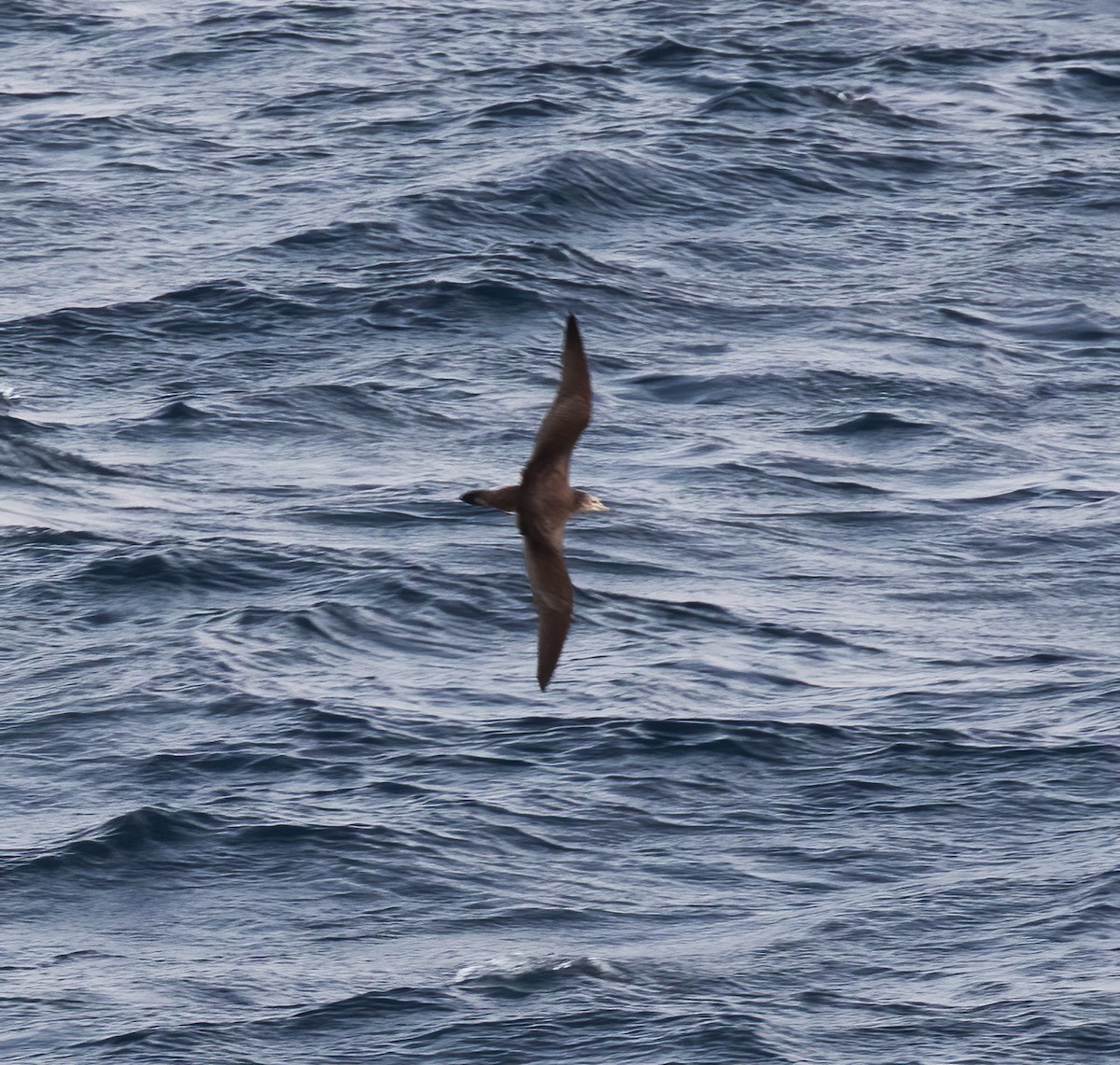 Streaked Shearwater - Gary Rosenberg