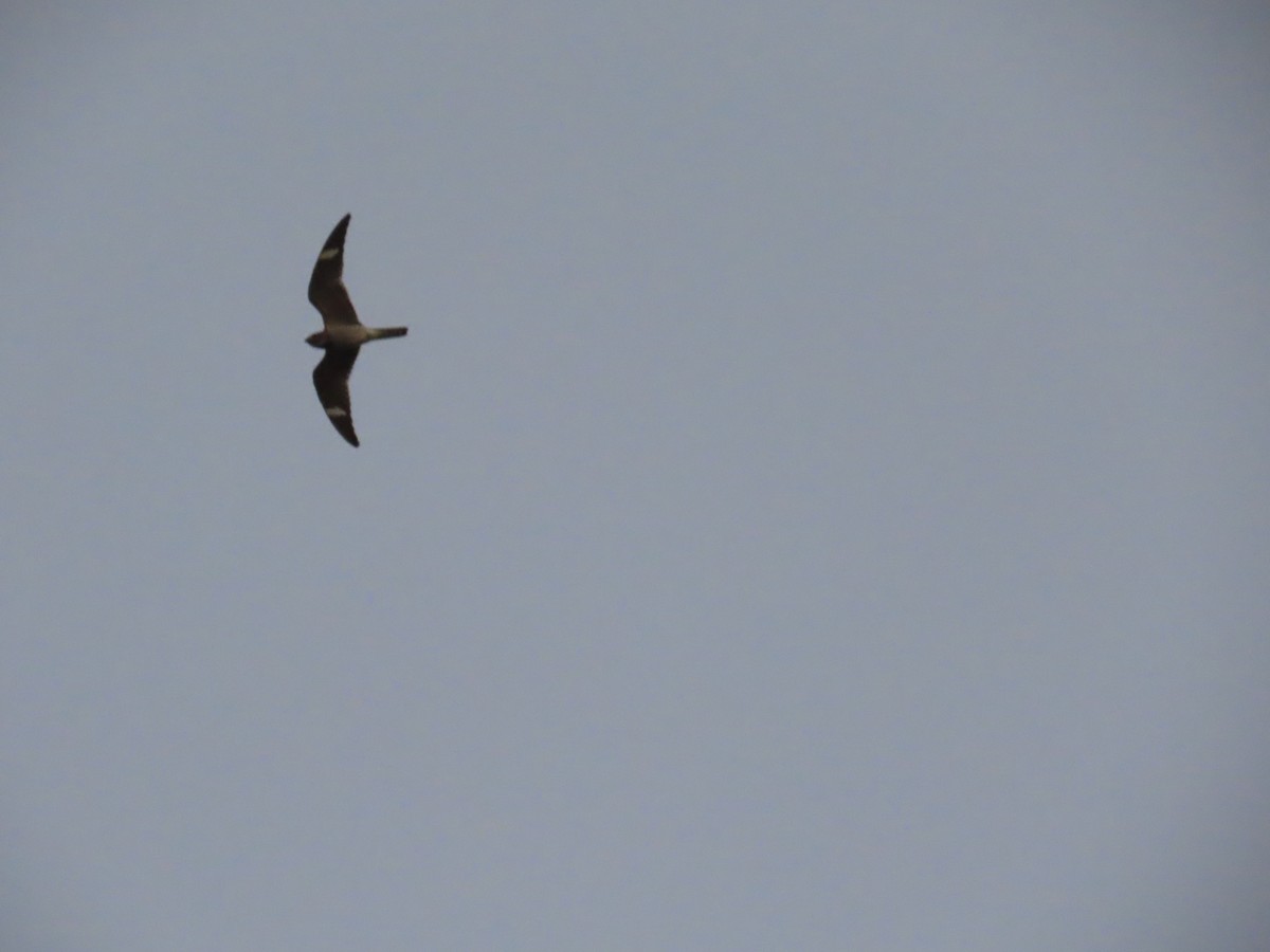 Common Nighthawk - robert wellens