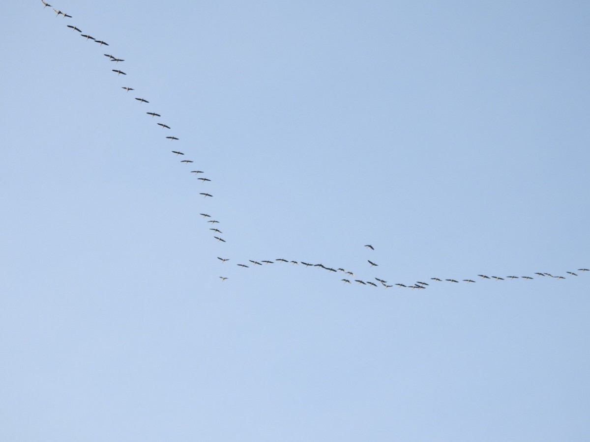 Sandhill Crane - Lachlan Bebout