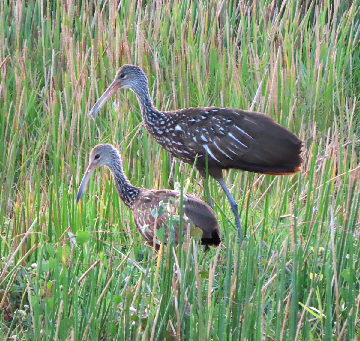 Limpkin - Cathleen Burns