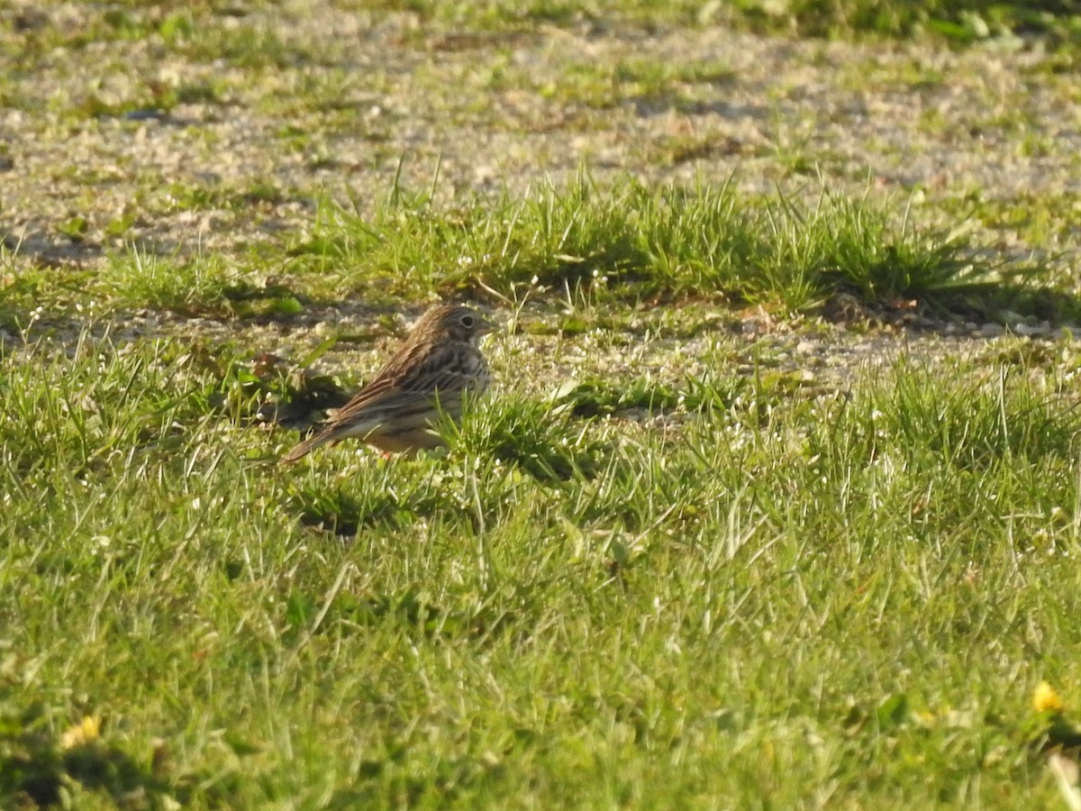 Vesper Sparrow - ML618792977