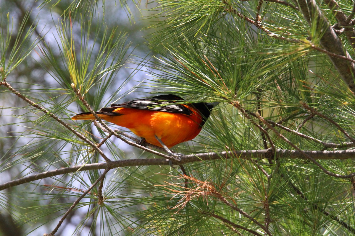 Baltimore Oriole - Kevin Wistrom