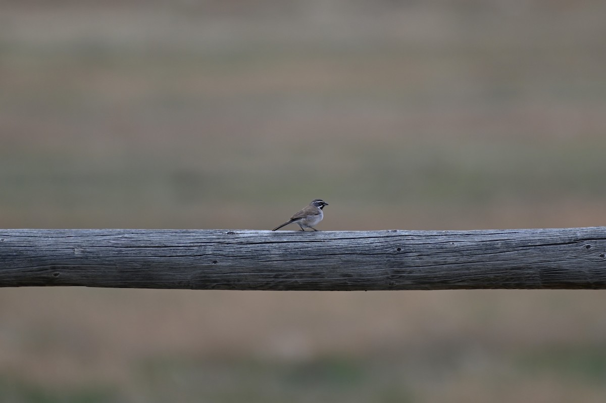 Black-throated Sparrow - ML618792983