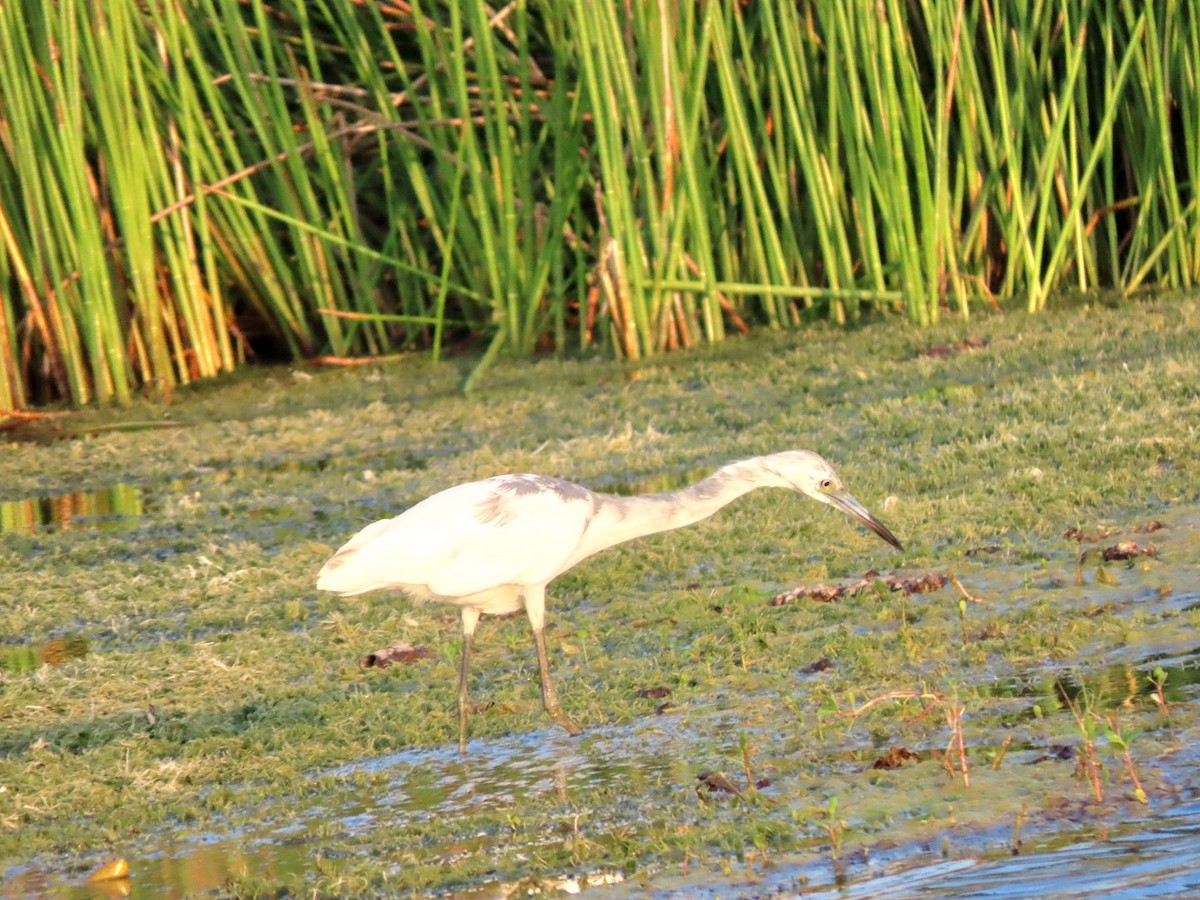 Little Blue Heron - Cathleen Burns