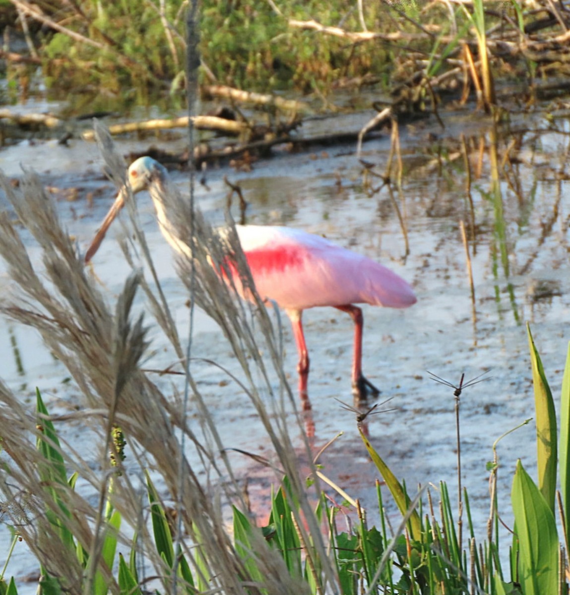 Roseate Spoonbill - Cathleen Burns