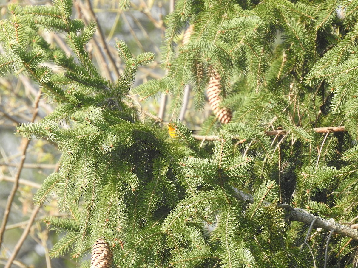 Blackburnian Warbler - John Adams