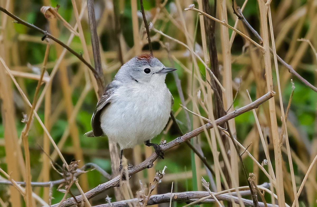 Lucy's Warbler - Jim Merritt