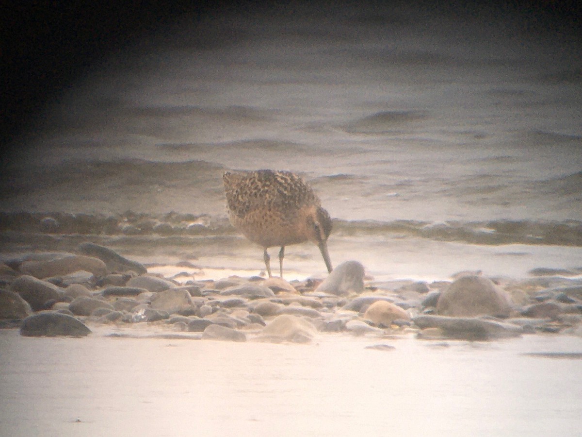 Short-billed Dowitcher - Dave Nutter