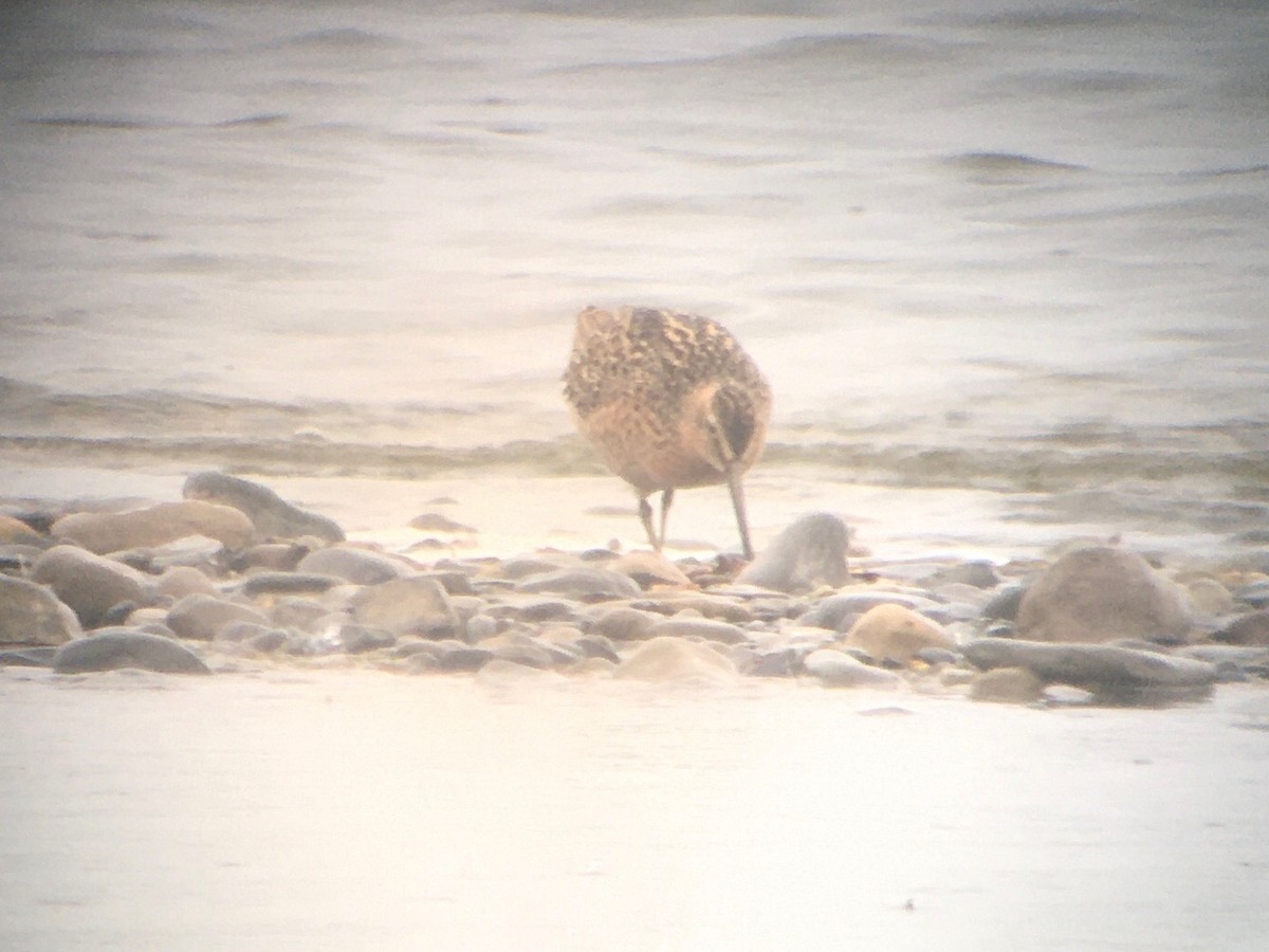 Short-billed Dowitcher - Dave Nutter