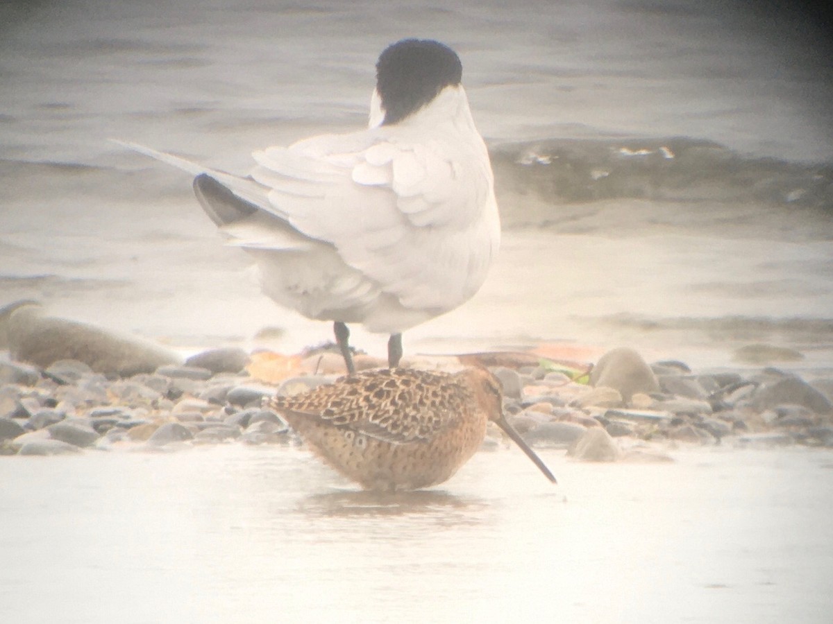 Short-billed Dowitcher - Dave Nutter