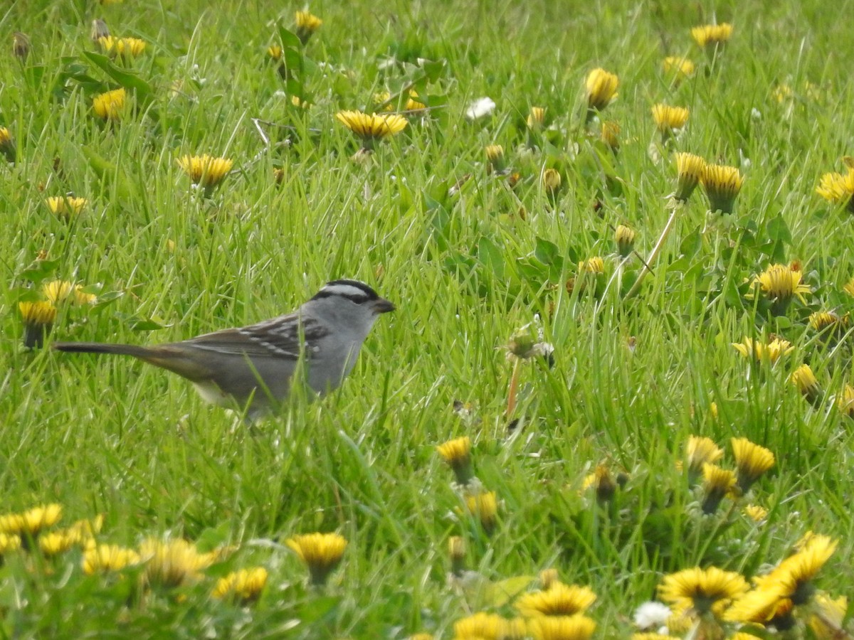 White-crowned Sparrow - John Adams