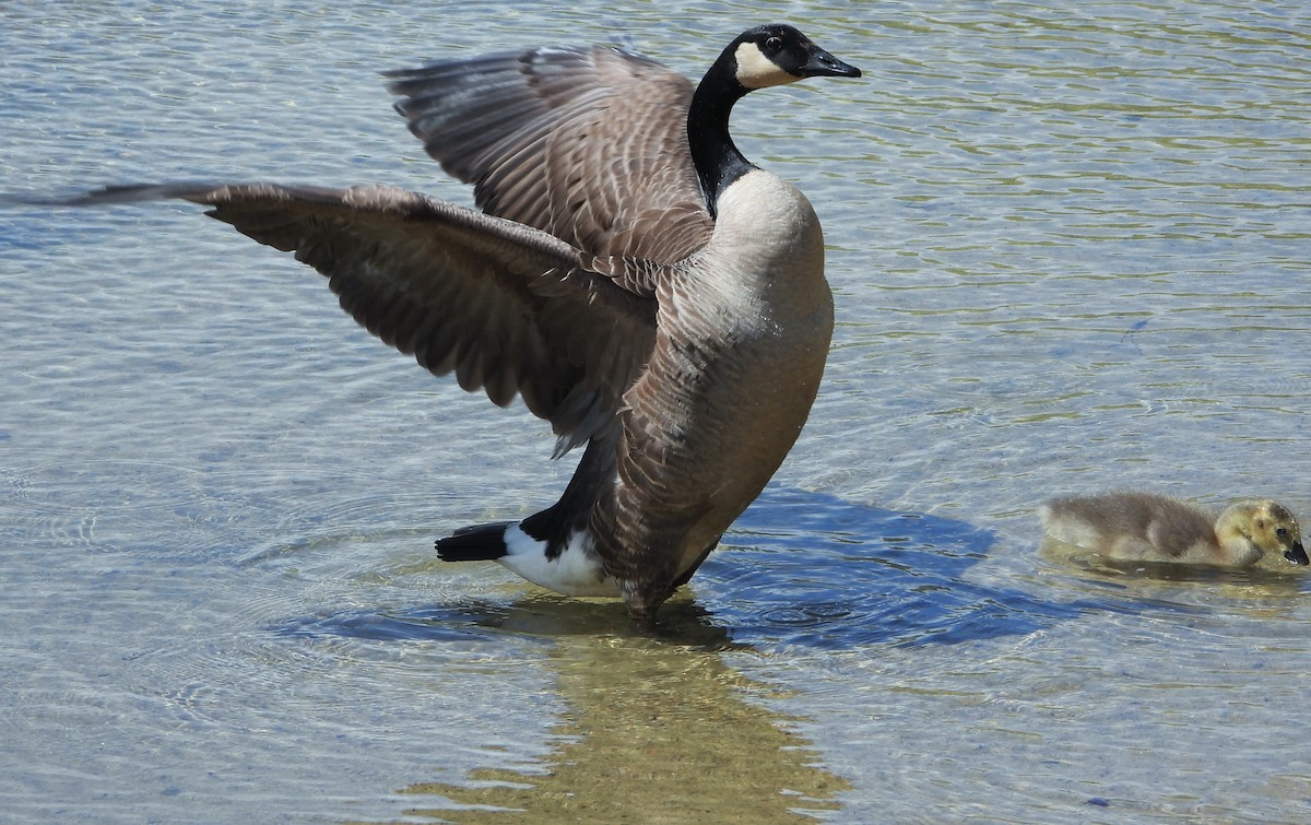 Canada Goose - ML618793032