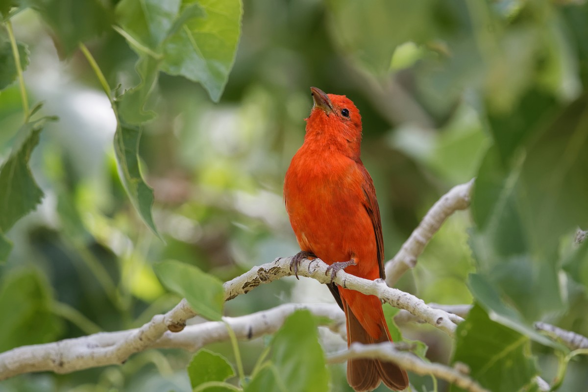 Summer Tanager - Scott Page