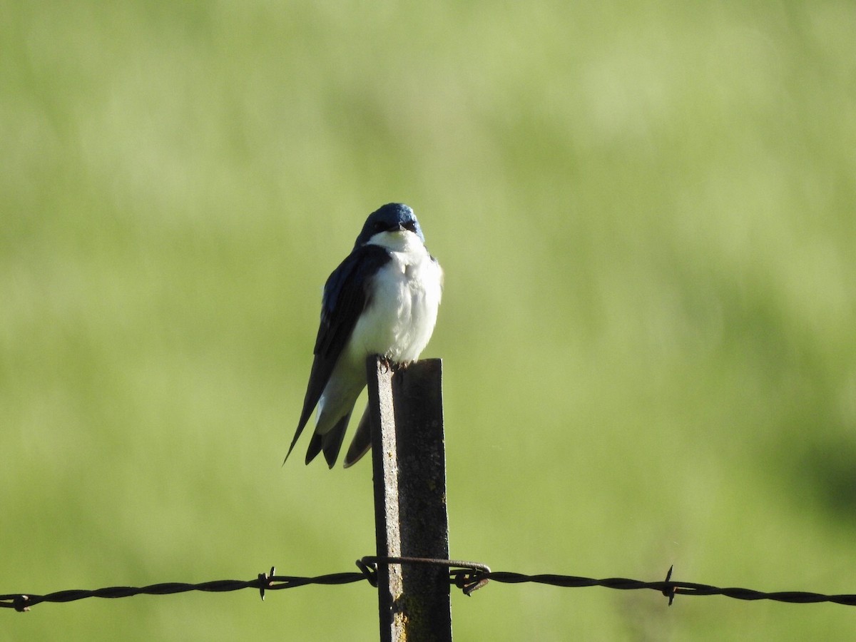 Tree Swallow - ML618793036