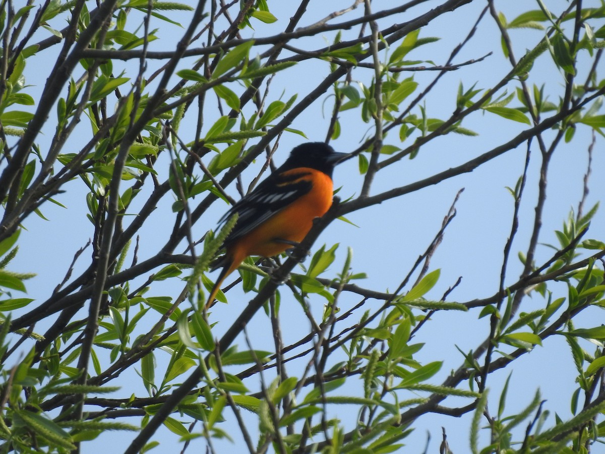 Baltimore Oriole - ML618793039