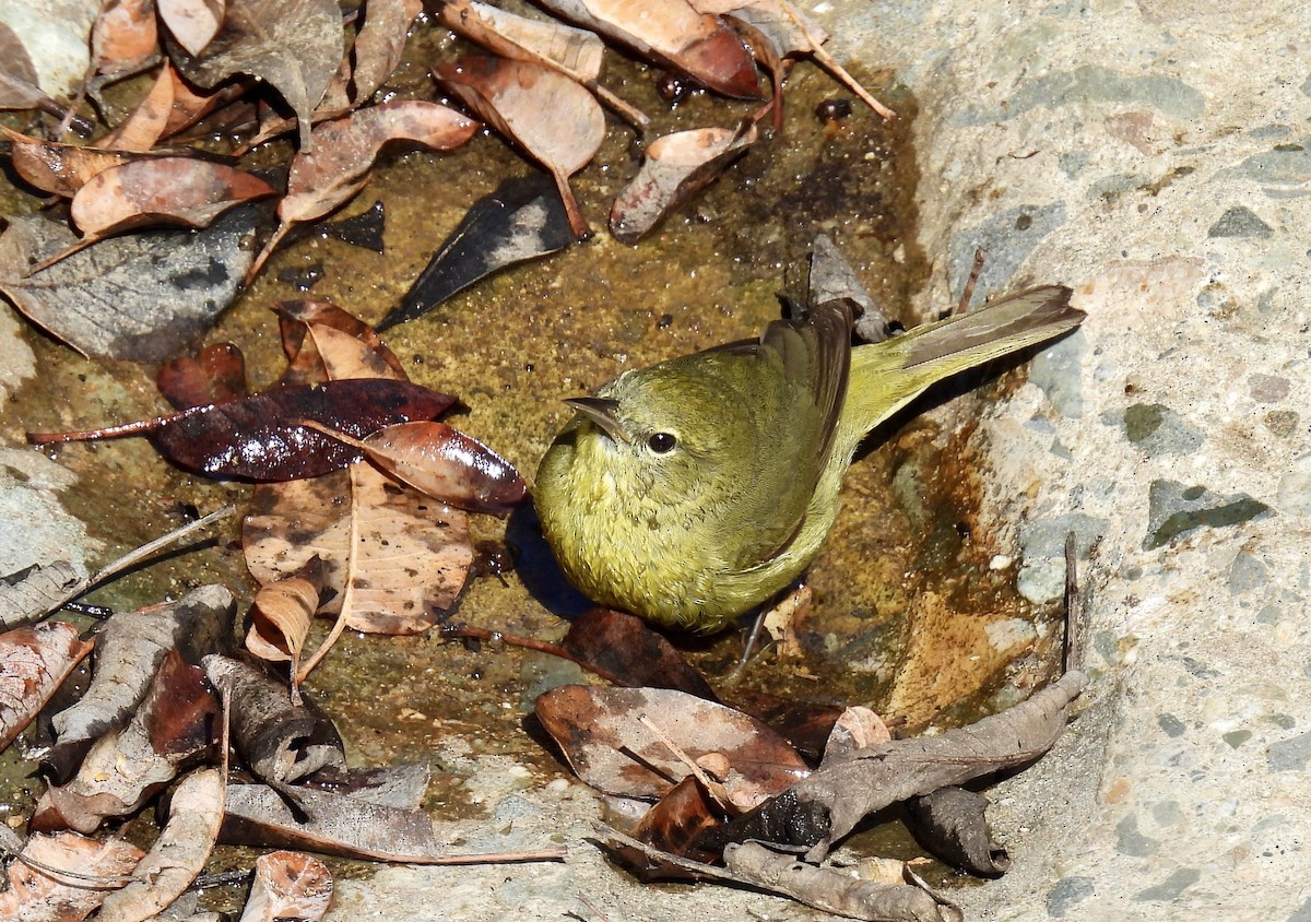 Orange-crowned Warbler - Barbara Jablonski