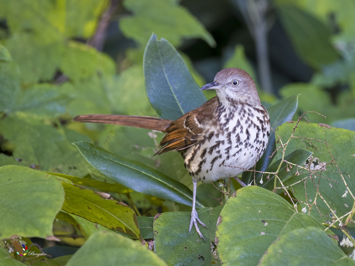 Brown Thrasher - fernando Burgalin Sequeria