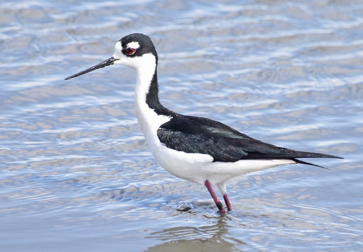 Black-necked Stilt - ML618793053