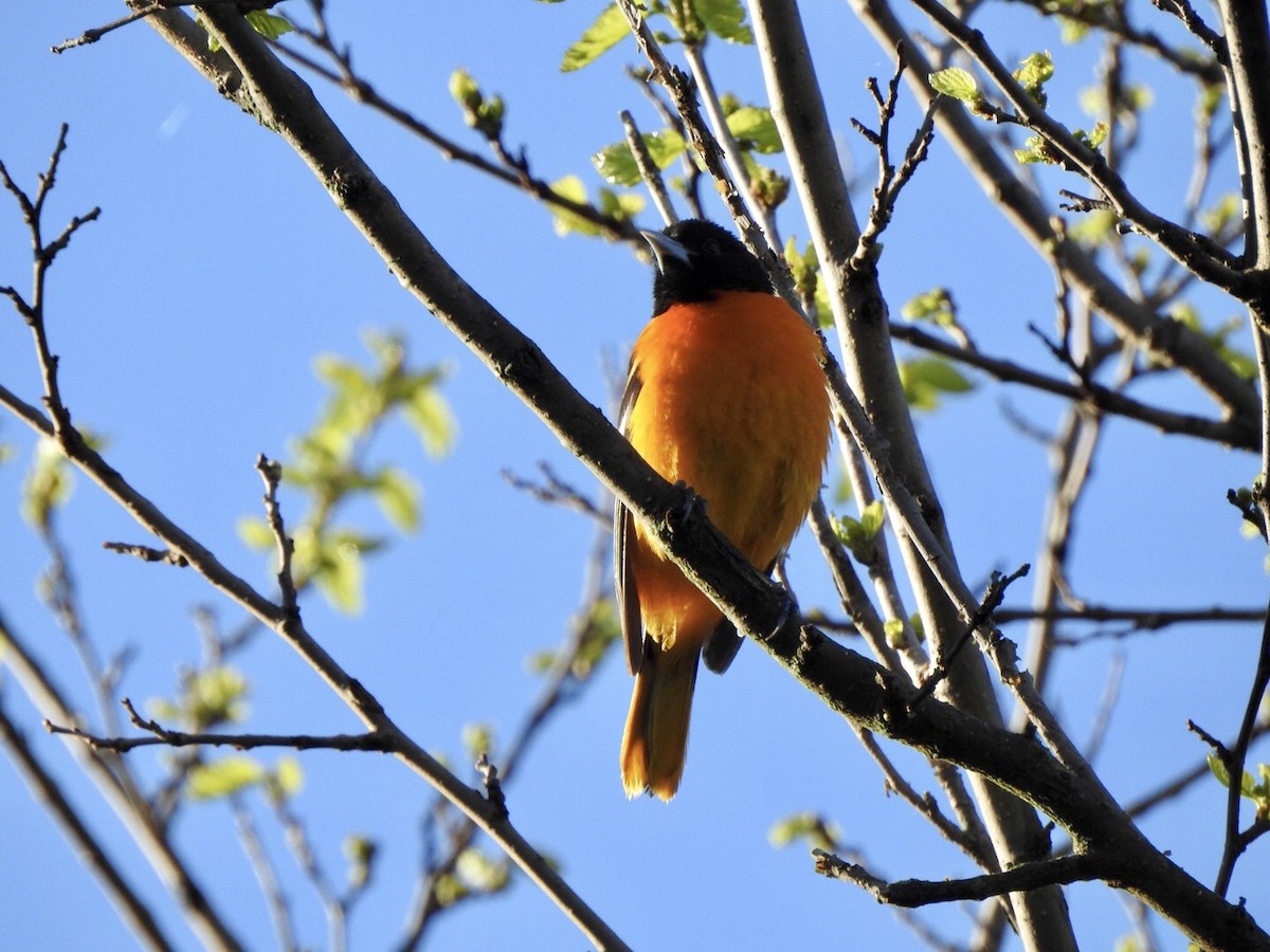 Baltimore Oriole - ML618793058