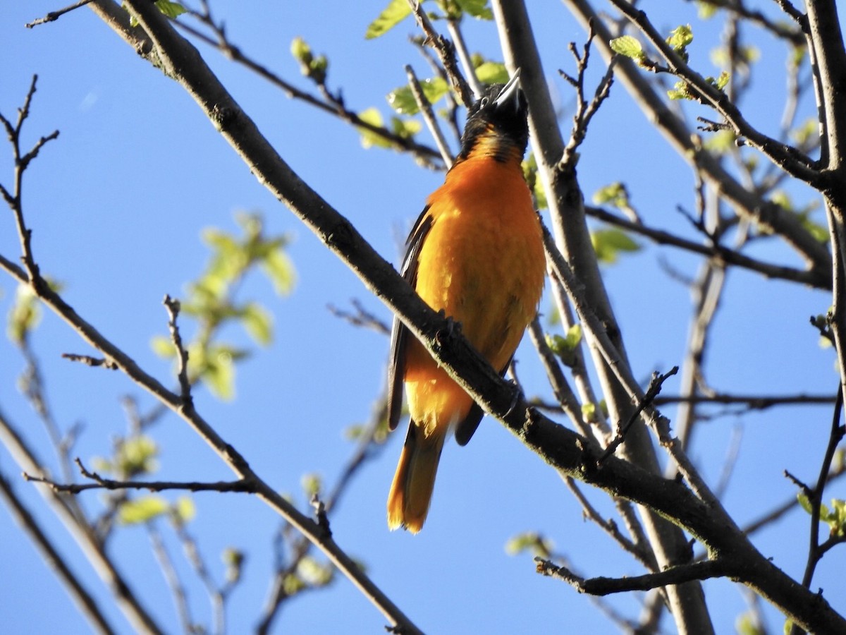 Baltimore Oriole - ML618793059