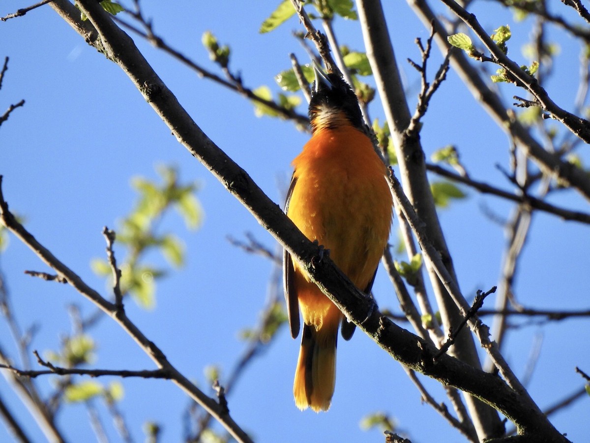 Baltimore Oriole - ML618793062