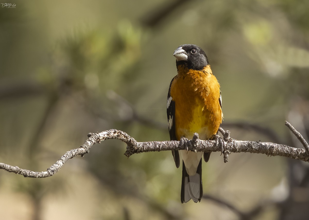 Black-headed Grosbeak - Darlene J McNeil