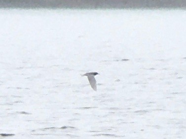 Black Tern - Dave Nutter