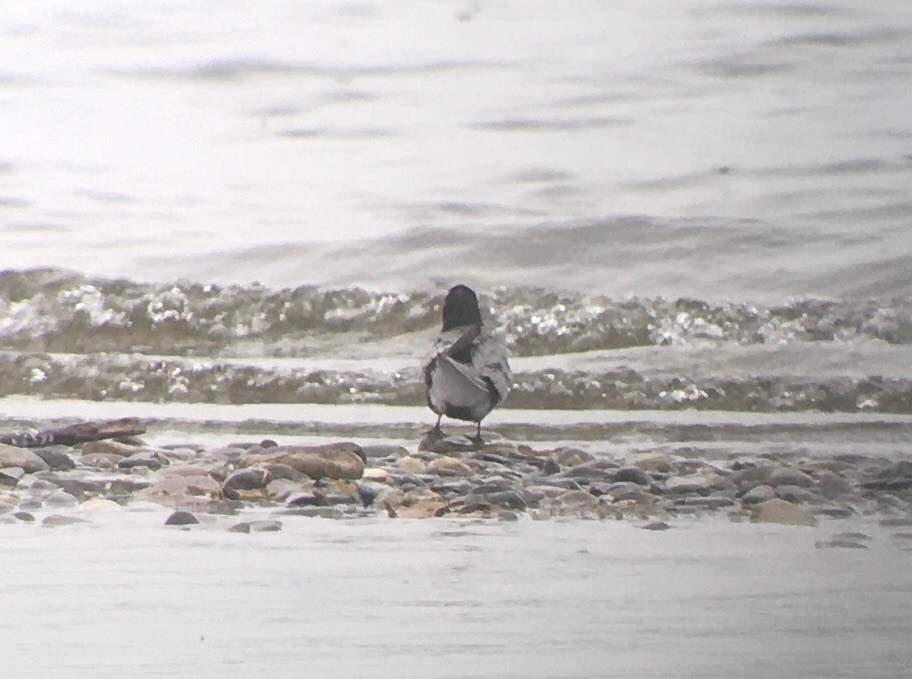 Black Tern - Dave Nutter